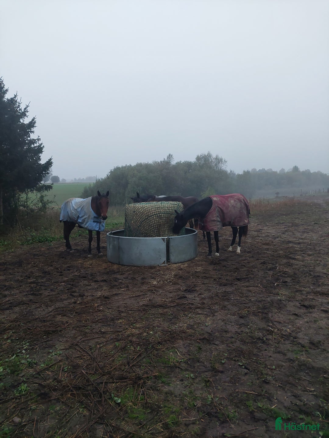  stallplats finnes: Lösdriftplats ledig i Staffanstorp - Annons 3