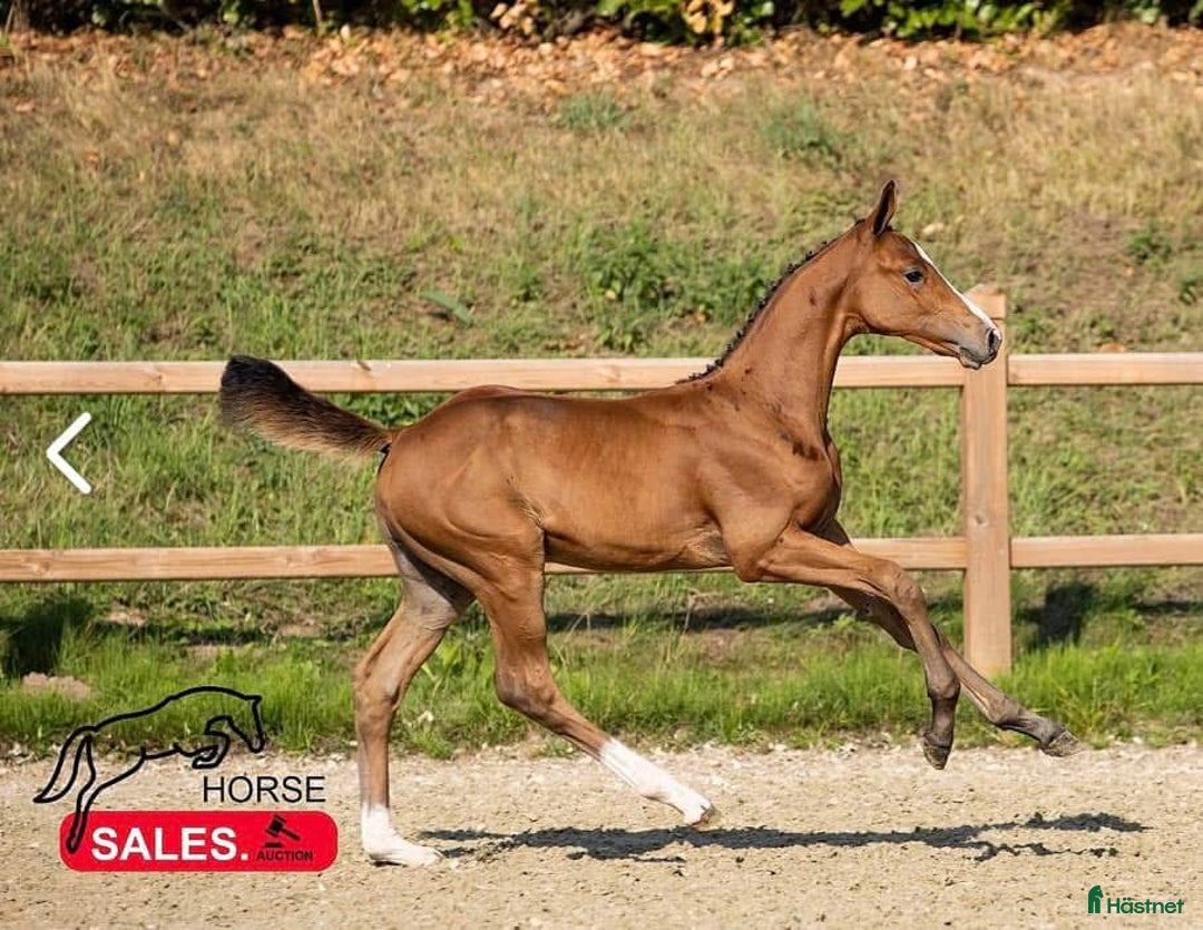 Avelshästar hästar till salu: Avelssto e Bamako de Muze dräktig med Cascadello I i Eskilstuna - Annons 6