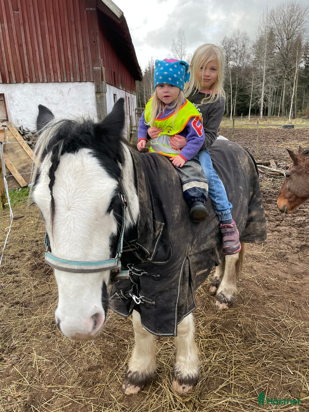 Allround hästar till salu: Fodervärd sökes  i Myresjö - Annons 15