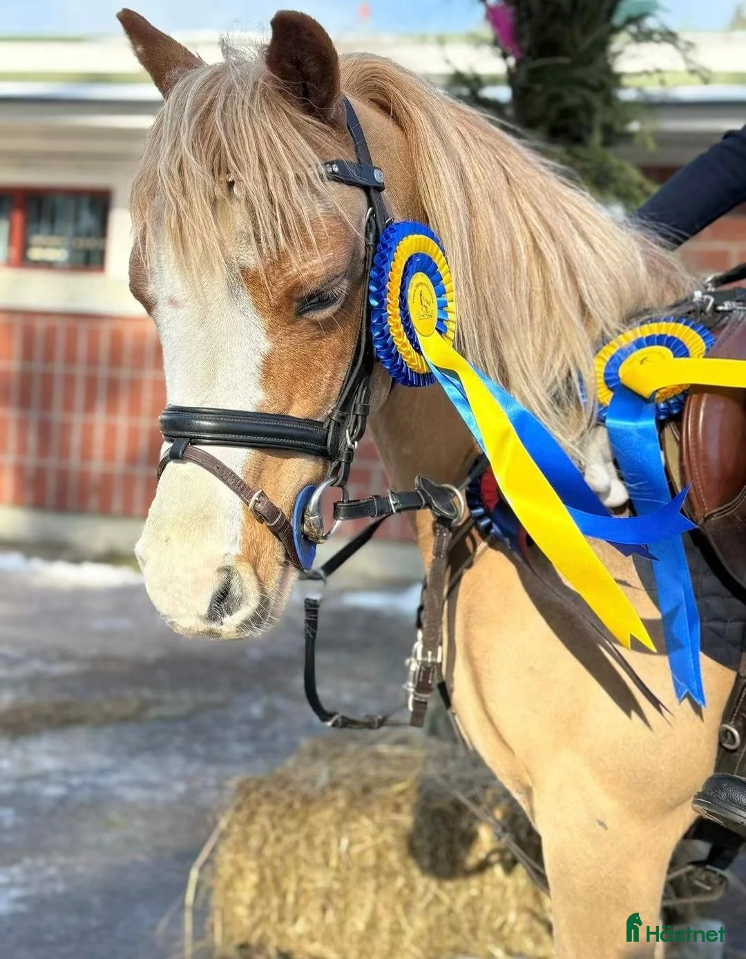 Allround hästar till salu: Unik liten läromästare - Annons 2