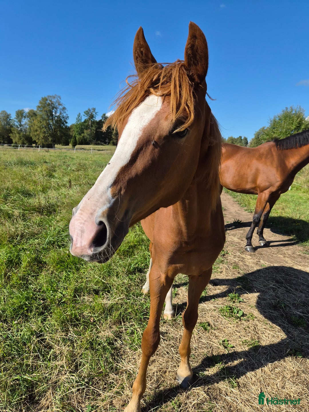 Dressyr hästar till salu: AKUT platsbrist! Super fin åring -SÅLD i Lammhult - Annons 2