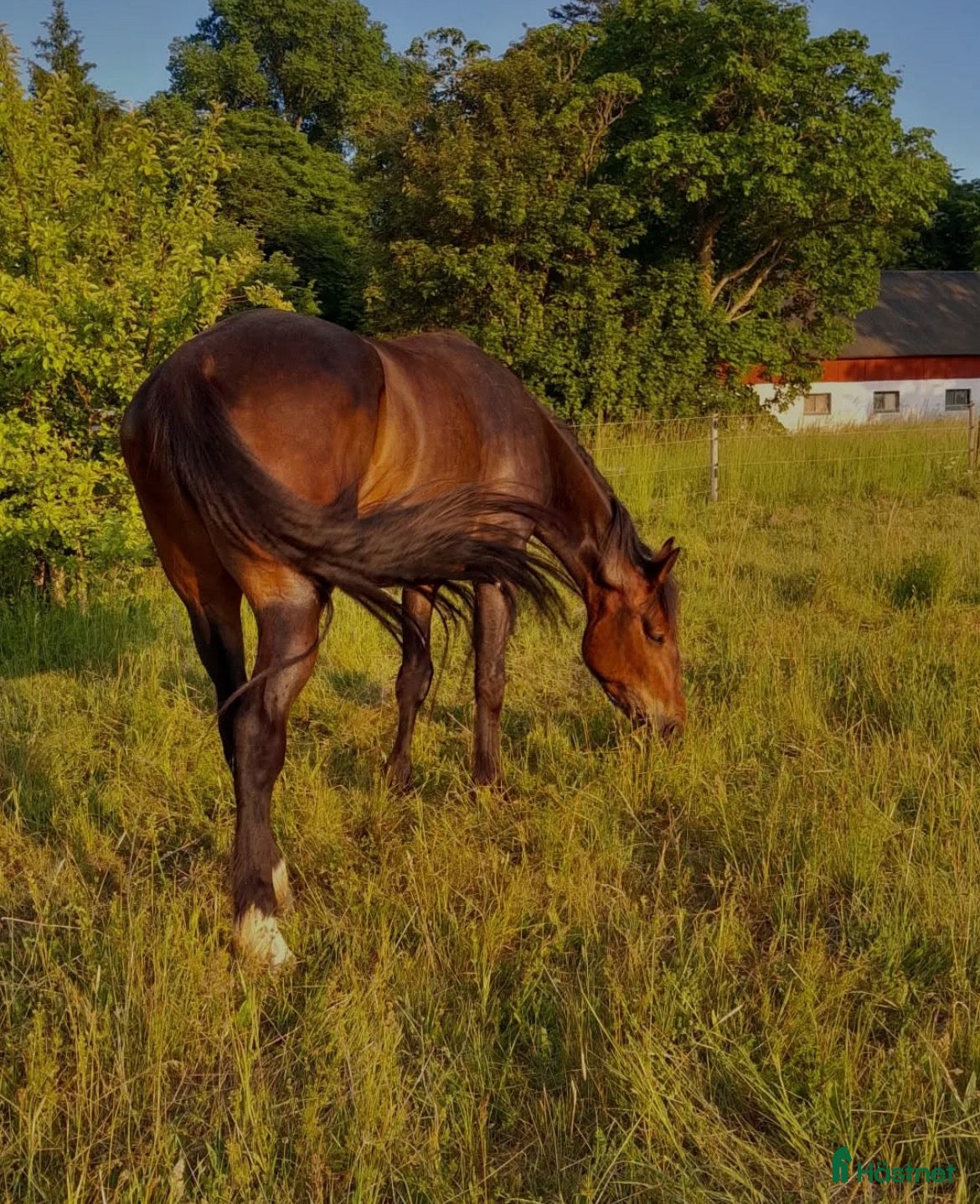  hästar Fodervärd sökes på Gotland i Romakloster - Annons 8