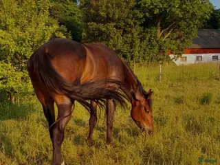 hästar Fodervärd sökes på Gotland i Romakloster - Annons 8