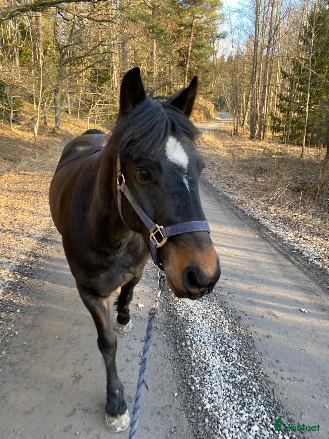 Allround hästar till salu: Häst för uteritter/sällskap i Danderyd - Annons 3