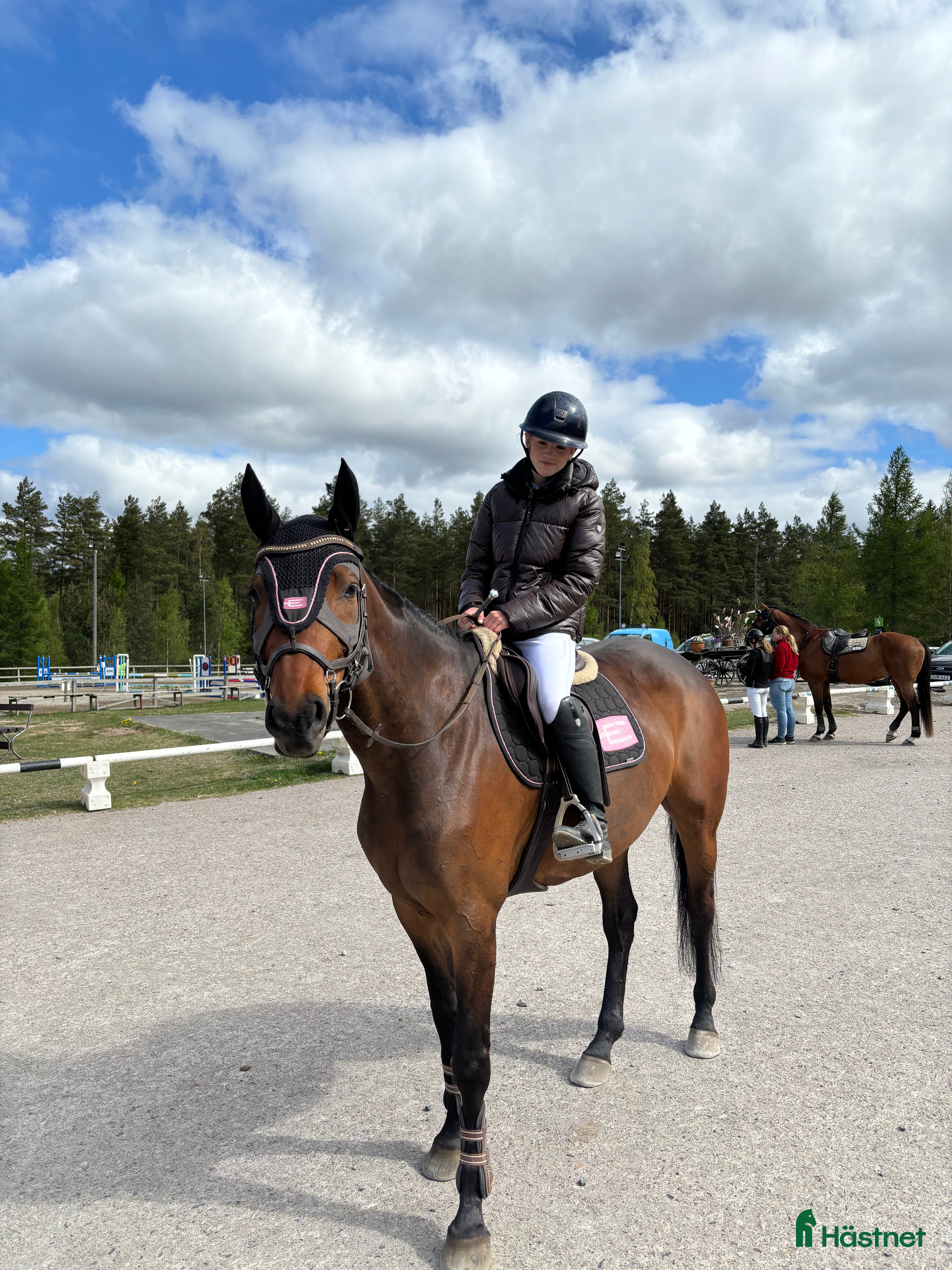  hästar Swb sto - Annons 10