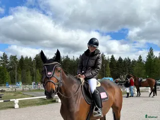 hästar Swb sto - Annons 10