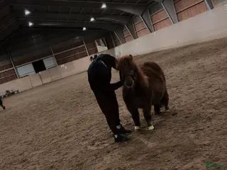 hästar Byte av ponny - Annons 8