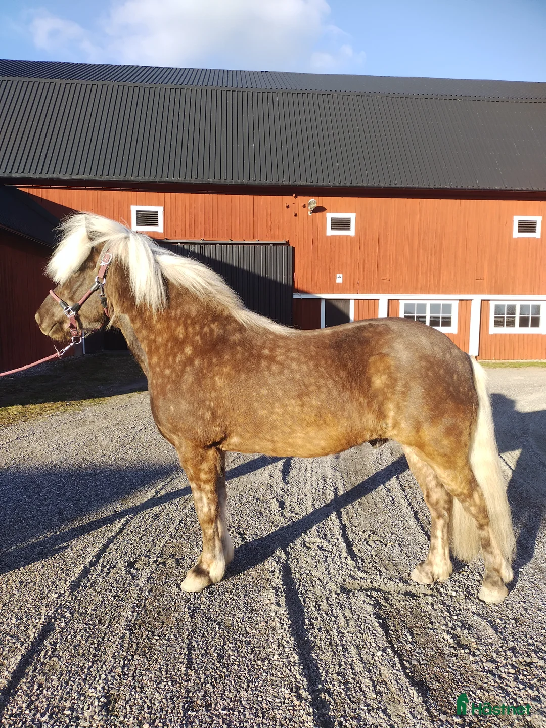 Island hästar till salu: Projekthäst i Strängnäs - Annons 1