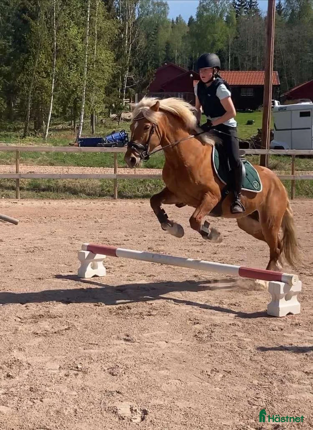 Allround hästar till salu: 13 årig D-ponny säljes i Torsby - Annons 2