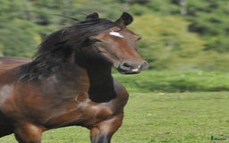 Allround hästar till salu: *Reserverad* Elegant Welsh Cob Stoföl i Hoting - Bild 14