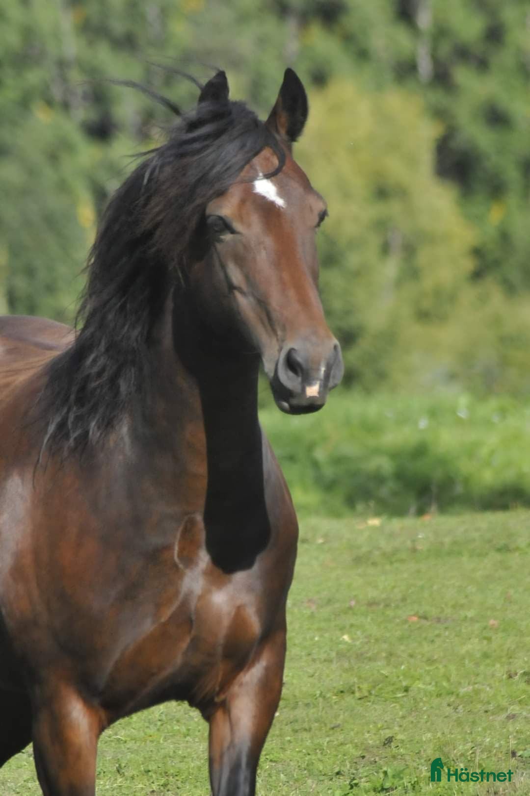 Allround hästar till salu: Elegant Welsh Cob Stoföl i Hoting - Bild 14