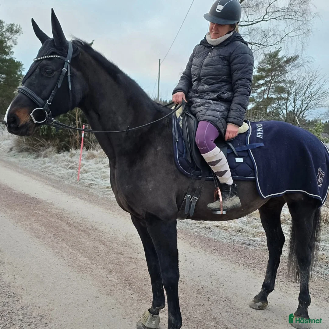 Dressyr hästar till salu: Mkt vackert swb sto  i Kungsör - Annons 6