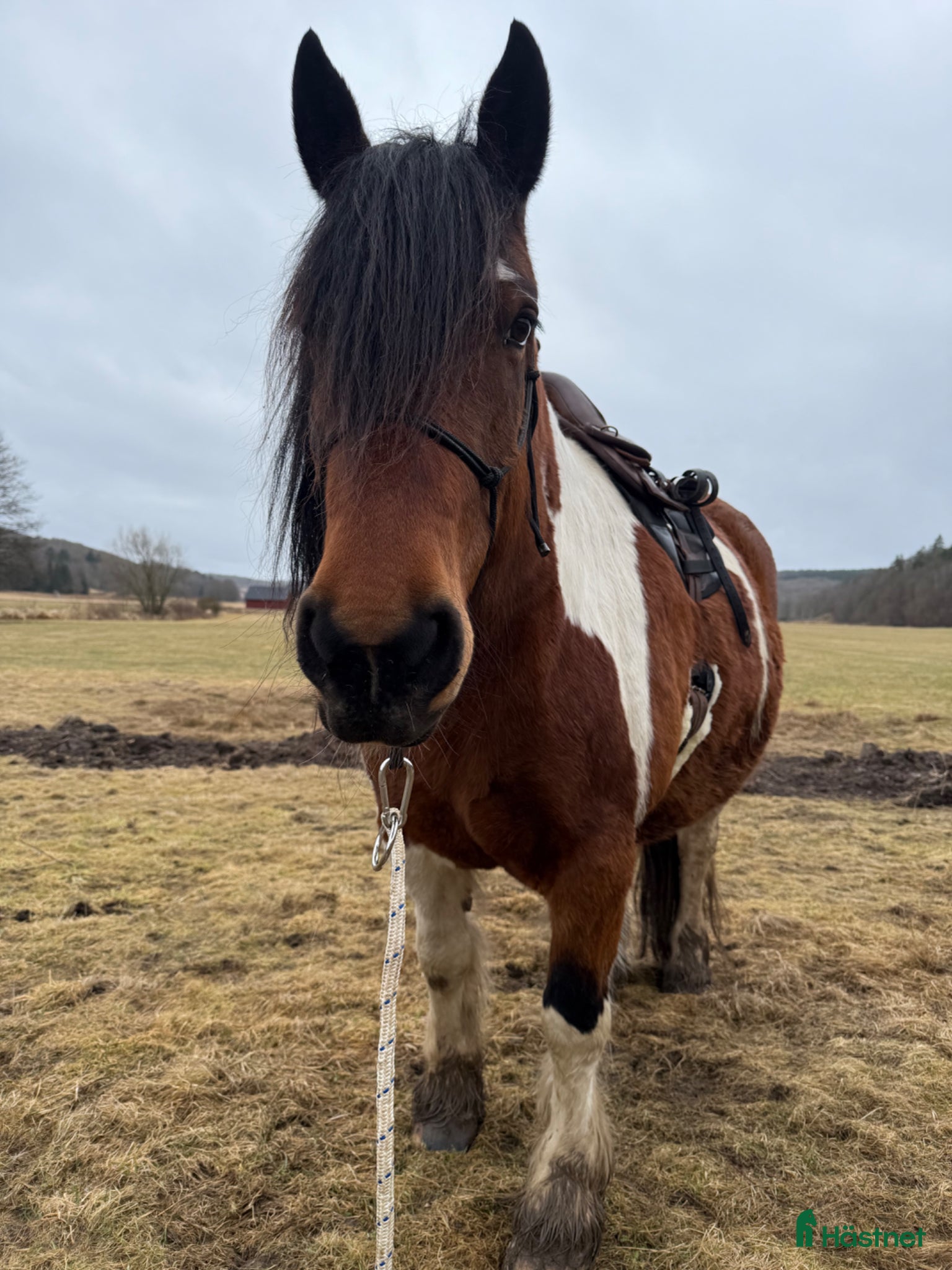  foderhäst 🌟 Fint sto söker medryttare / halvfodervärd 🌟 - Annons 3