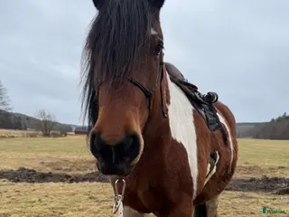 foderhäst 🌟 Fint sto söker medryttare / halvfodervärd 🌟 - Annons 3