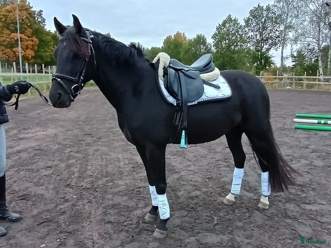 Dressyr hästar till salu: Charmig c-ponny som blir den du gör den till! i Hjo - Annons 1