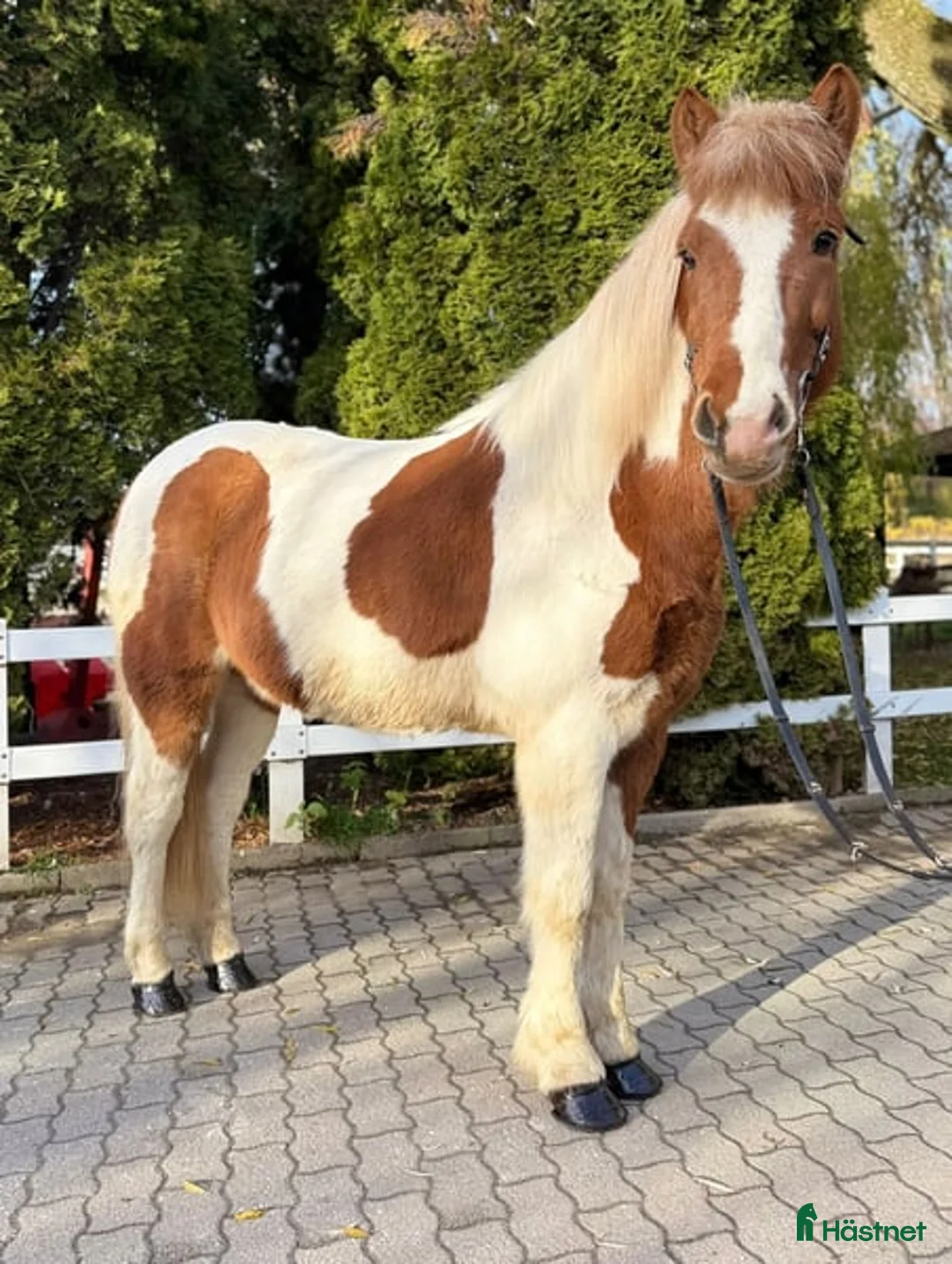 Dressyr hästar till salu: Striking Icelandic gelding horse  i Stockholm - Annons 2