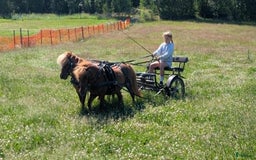 Sällskap hästar till salu: Miniatyrer i Almunge - Bild 7