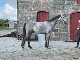 hästar Två SWB valacker - Annons 2