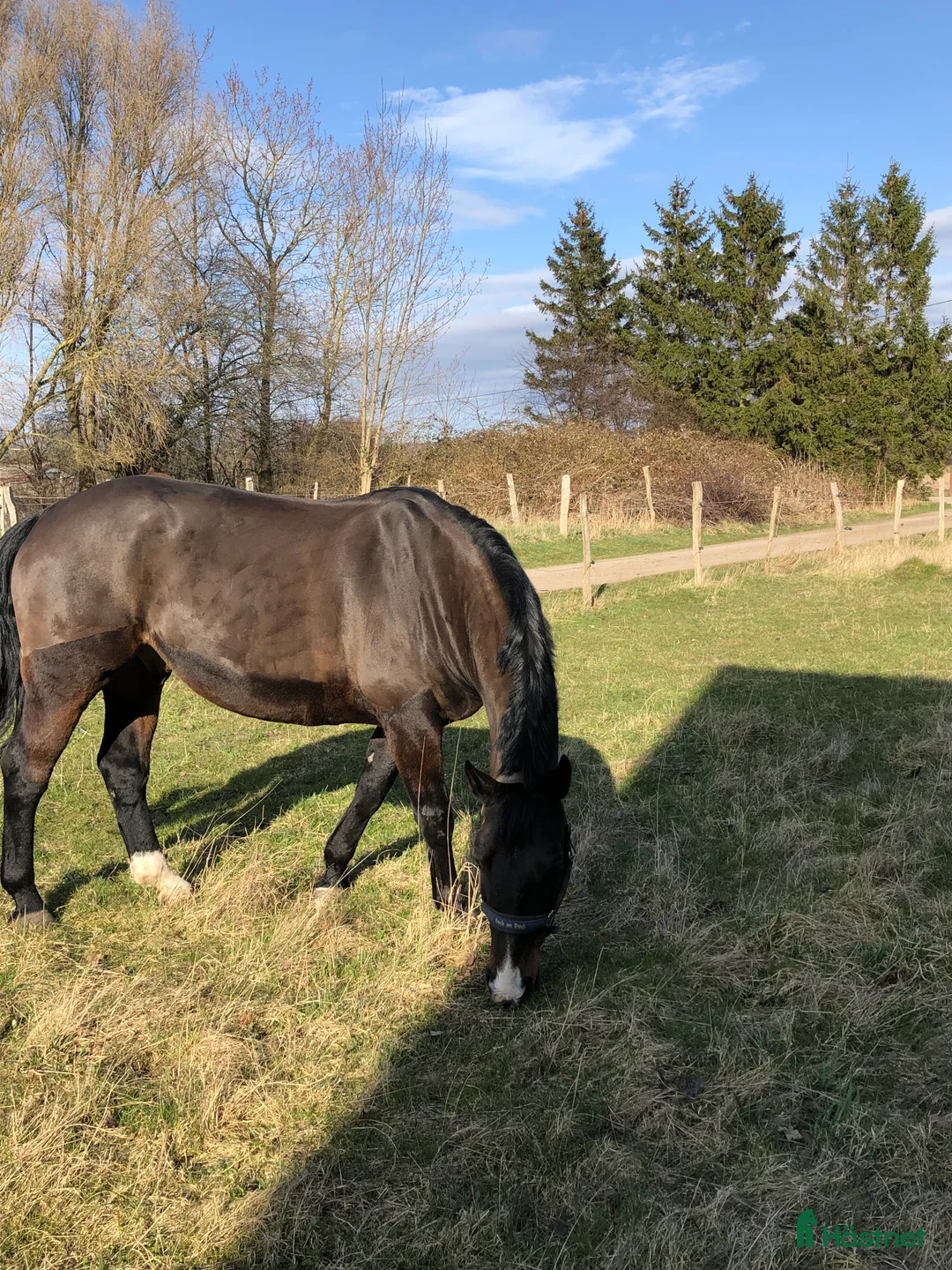 Sällskap hästar sökes: Önskar låna ponny som sällskap  i Helsingborg - Annons 1