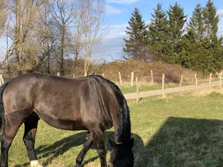 Sällskap hästar sökes: Önskar låna ponny som sällskap - Annons 2