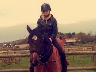 medryttarhäst sökes: Söker medryttarhäst för uteritt och mys! i Mölndal - Annons 15