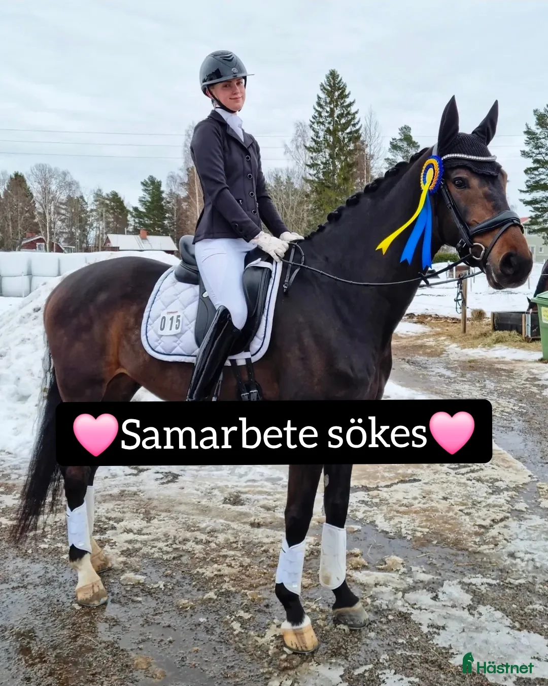 Dressyr hästar sökes: Samarbete sökes - Annons 1