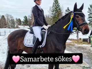 hästar Samarbete sökes - Annons 1