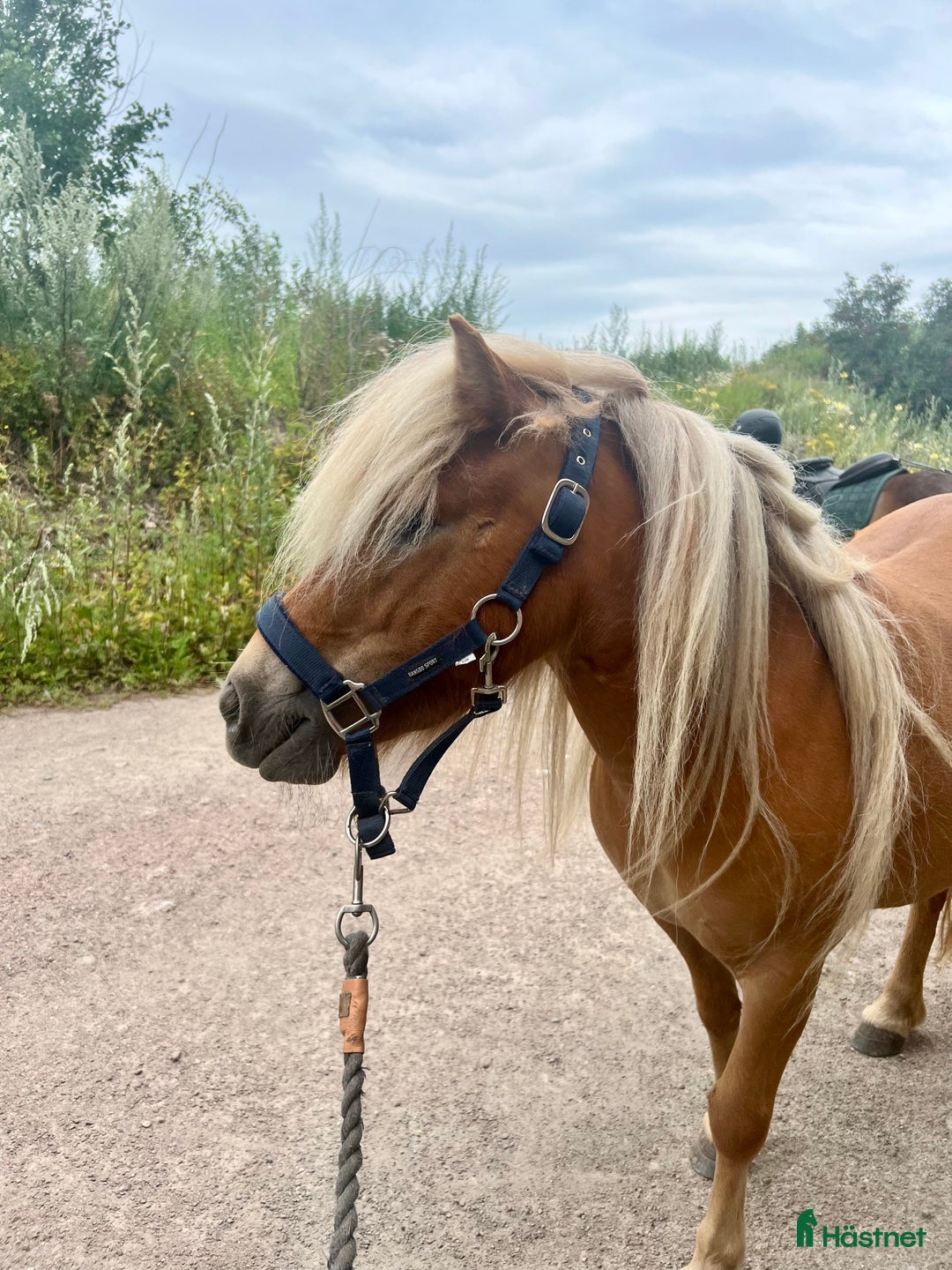 Allround hästar till salu: 2 fina barnvänliga ston i Kolbäck - Annons 8