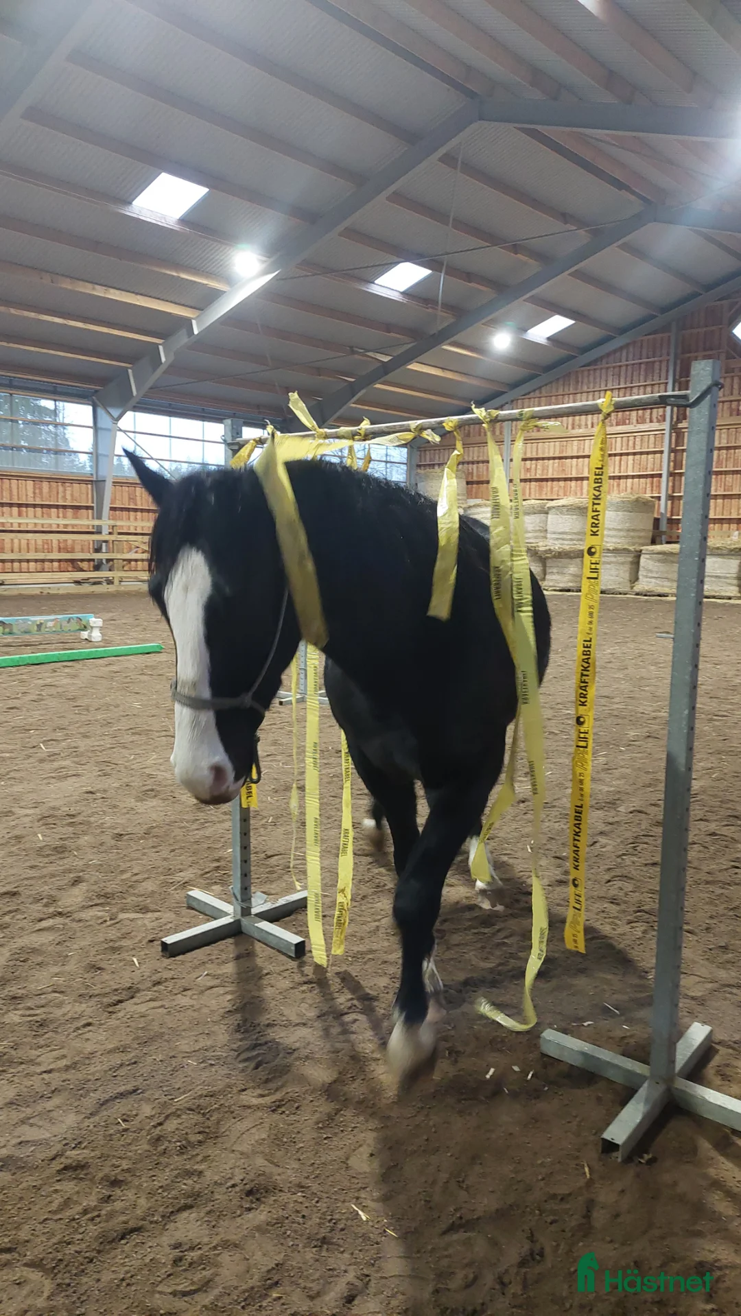 Allround hästar till salu: Töltande Rocky Mountain Horse i Linköping - Annons 4