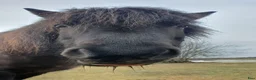  medryttarhäst finnes: Extrahjälp sökes snarast till känslig islandshäst! - Annons 1