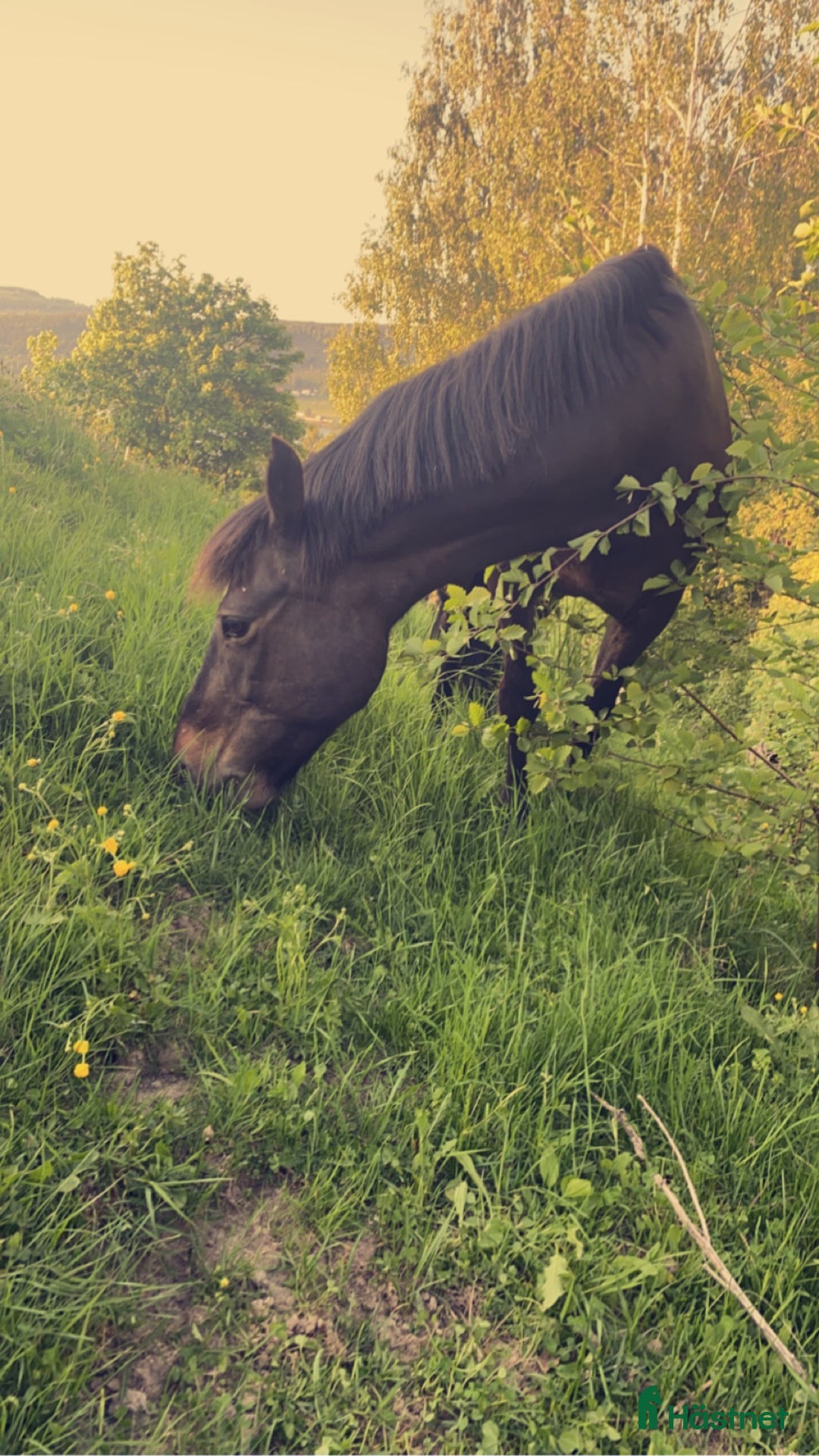 Allround hästar till salu: Underbart New Forest sto  i Biristrand - Annons 5