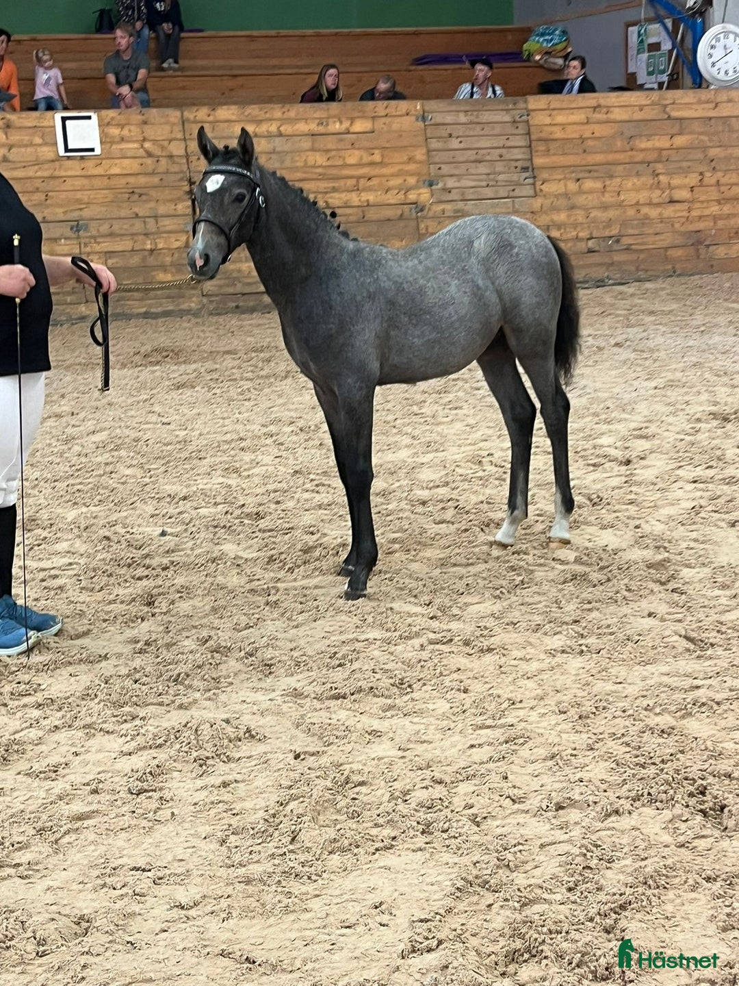 Allround hästar till salu: Ridponnyföl med stor utvecklingspotential i Svenljunga - Annons 5