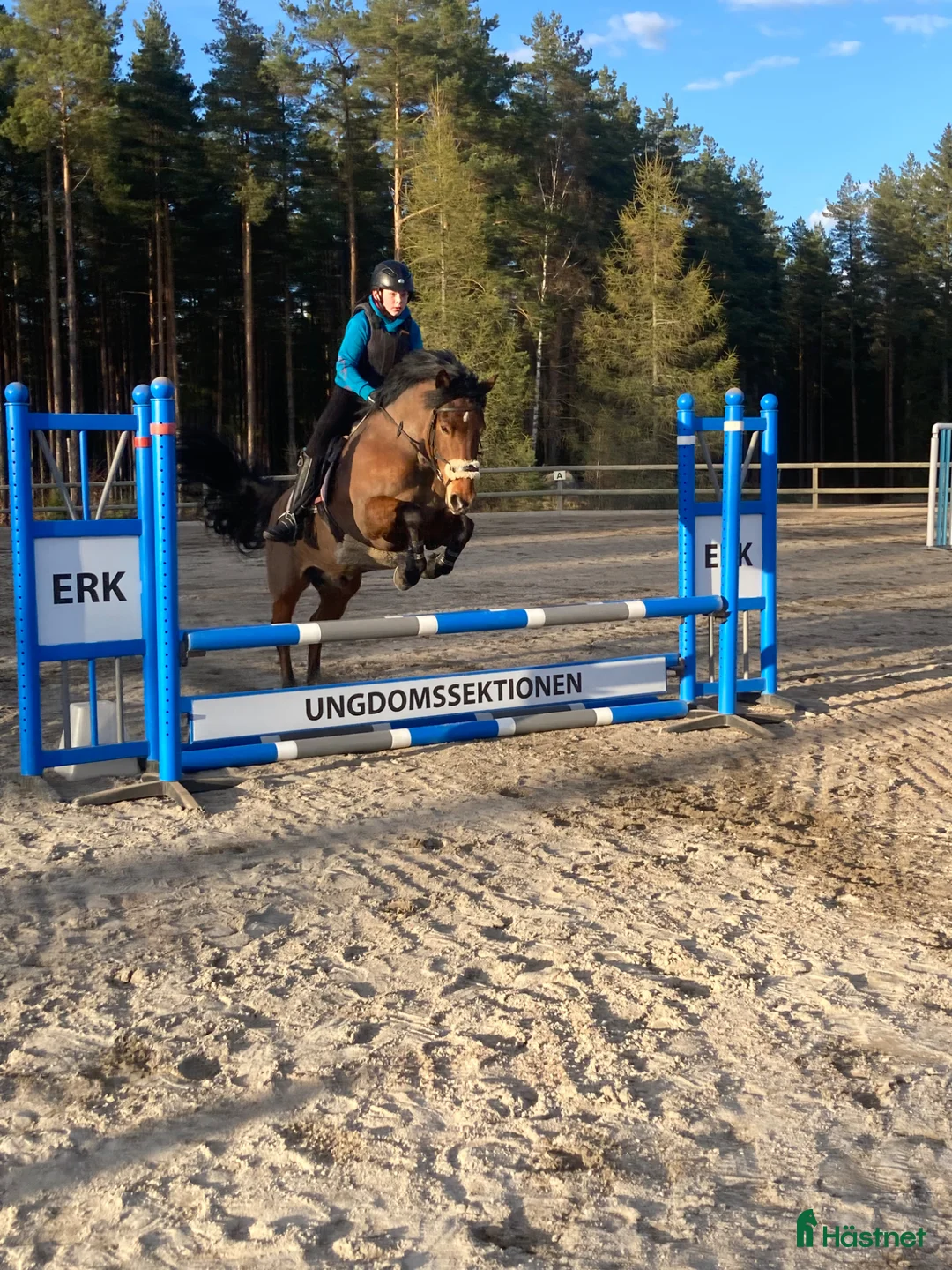 Allround hästar till salu: Allroundponny - blir va du gör honom till - Annons 2