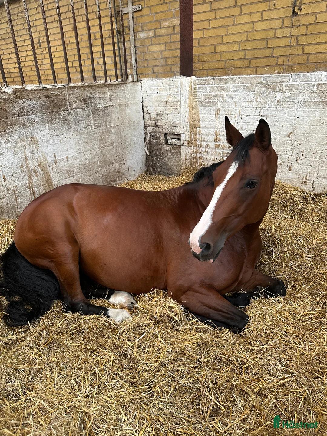 Hoppning hästar till salu: Sød og ukompliceret 7 års - Annons 2