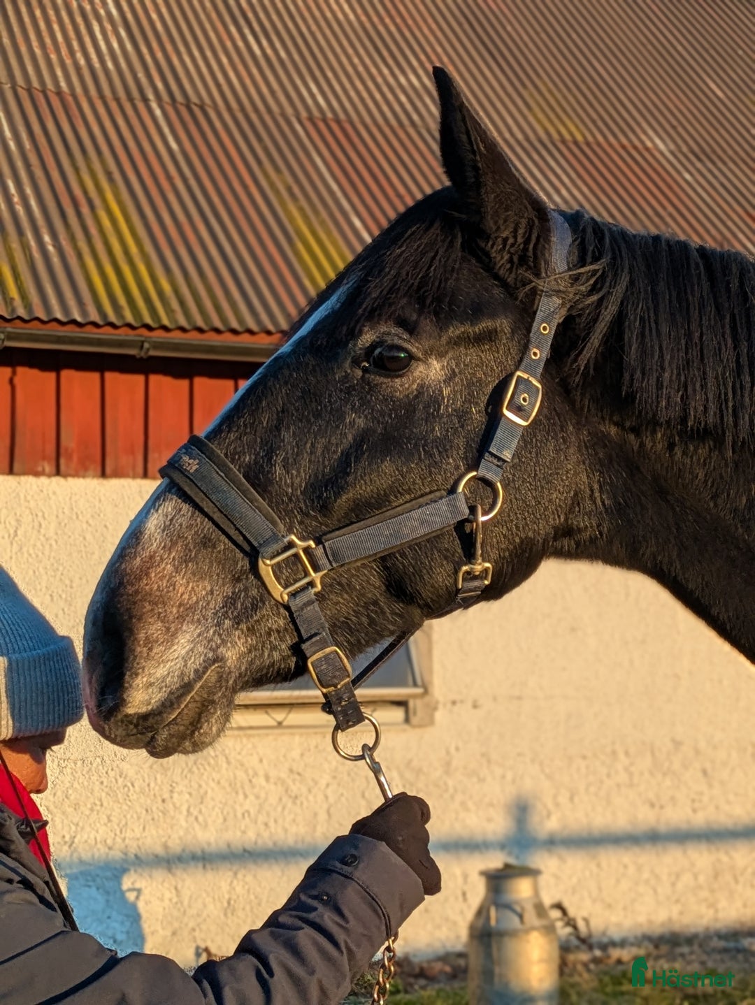 Hoppning hästar till salu: Lyckhems Lupuz  i Fjärås - Annons 4