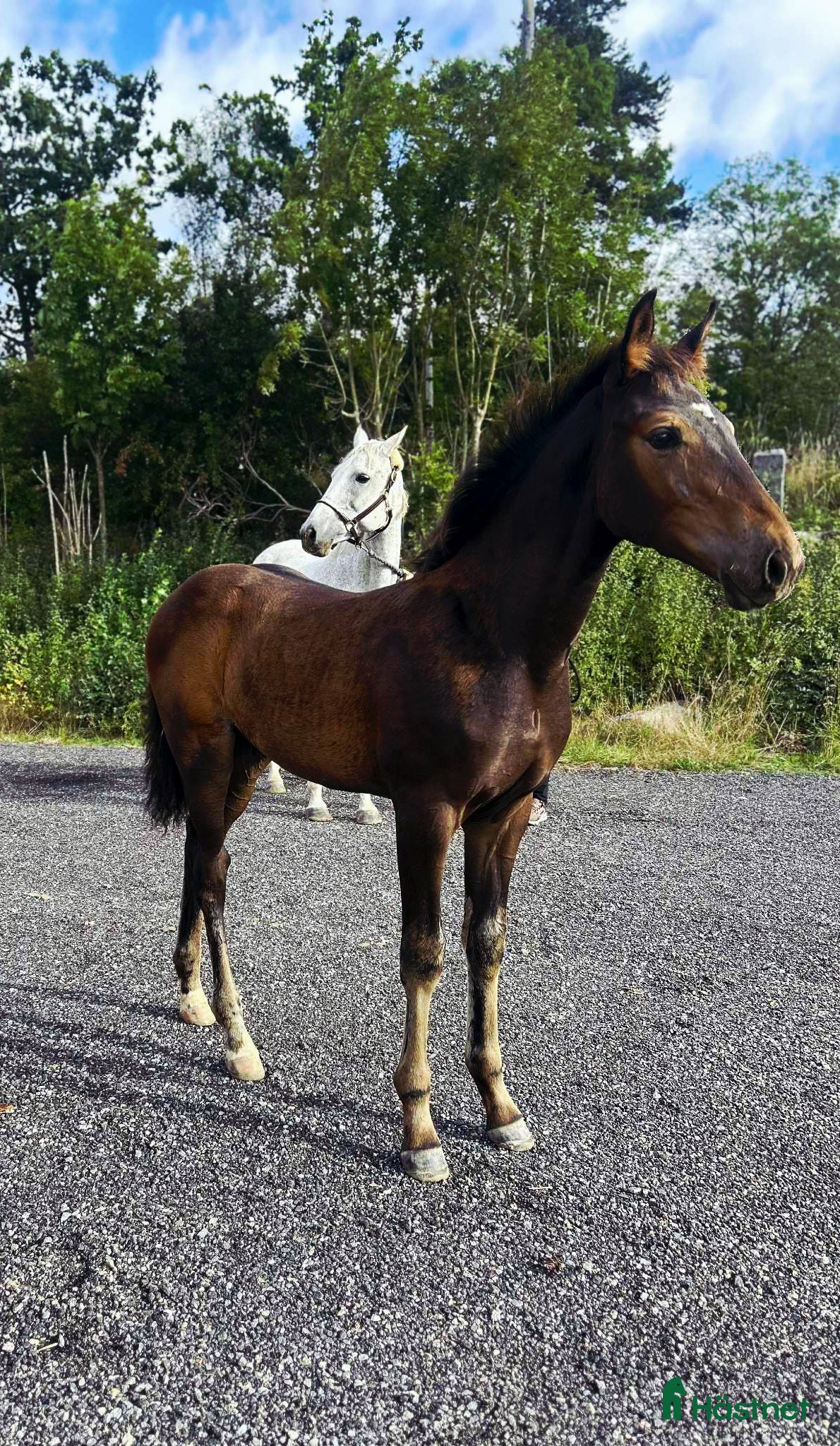  hästar Kraftfull hingst med bra stam! i Karlshamn - Annons 13