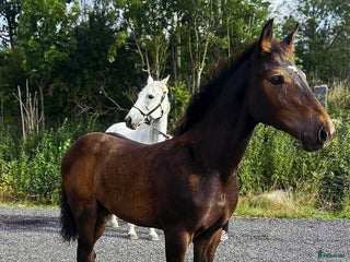 Hoppning hästar till salu: Kraftfull hingst med bra stam! i Karlshamn - Annons 1