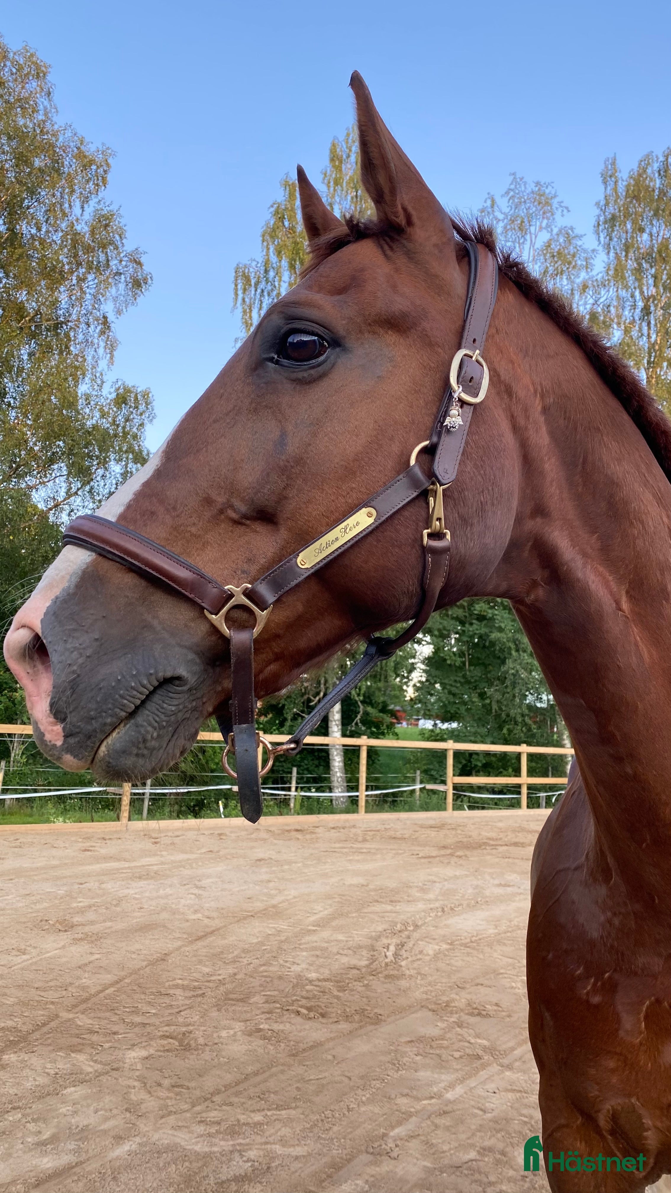  hästar Foder med ev senare köp - Annons 14