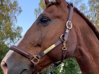 hästar Foder med ev senare köp - Annons 6