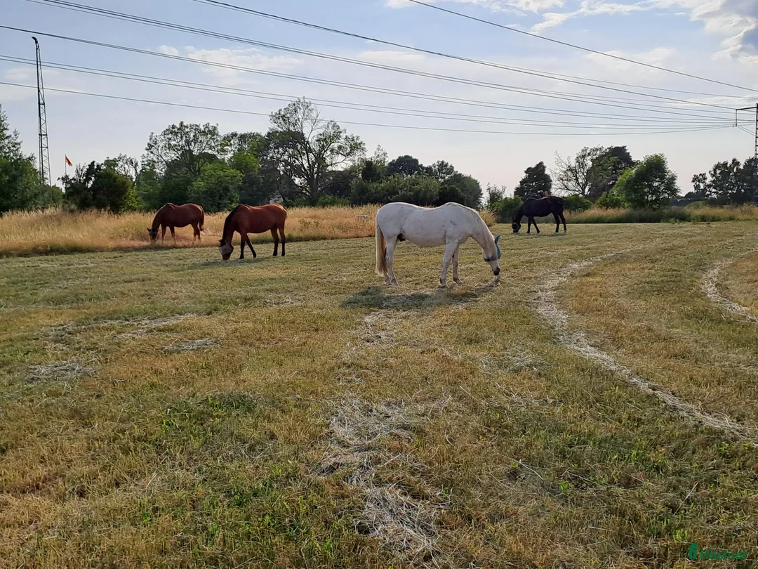  stallplats finnes: Lediga Stallplatser Önsta Stallet i Bro - Annons 15