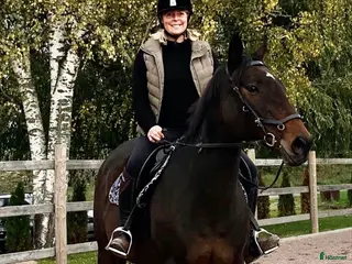 hästar Söker en ny bästa vän - Annons 3