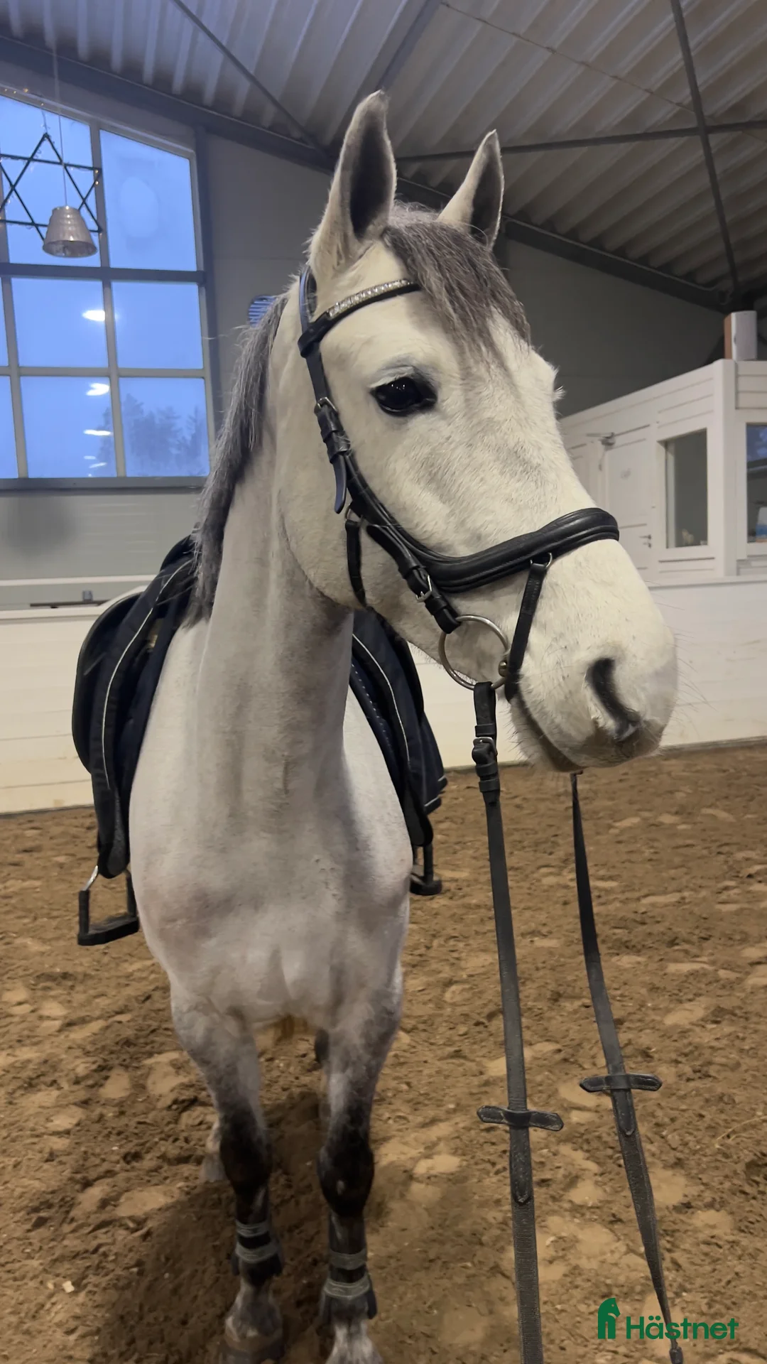 Hoppning hästar till salu: Framtidens rosettplockare! i Solna - Annons 1