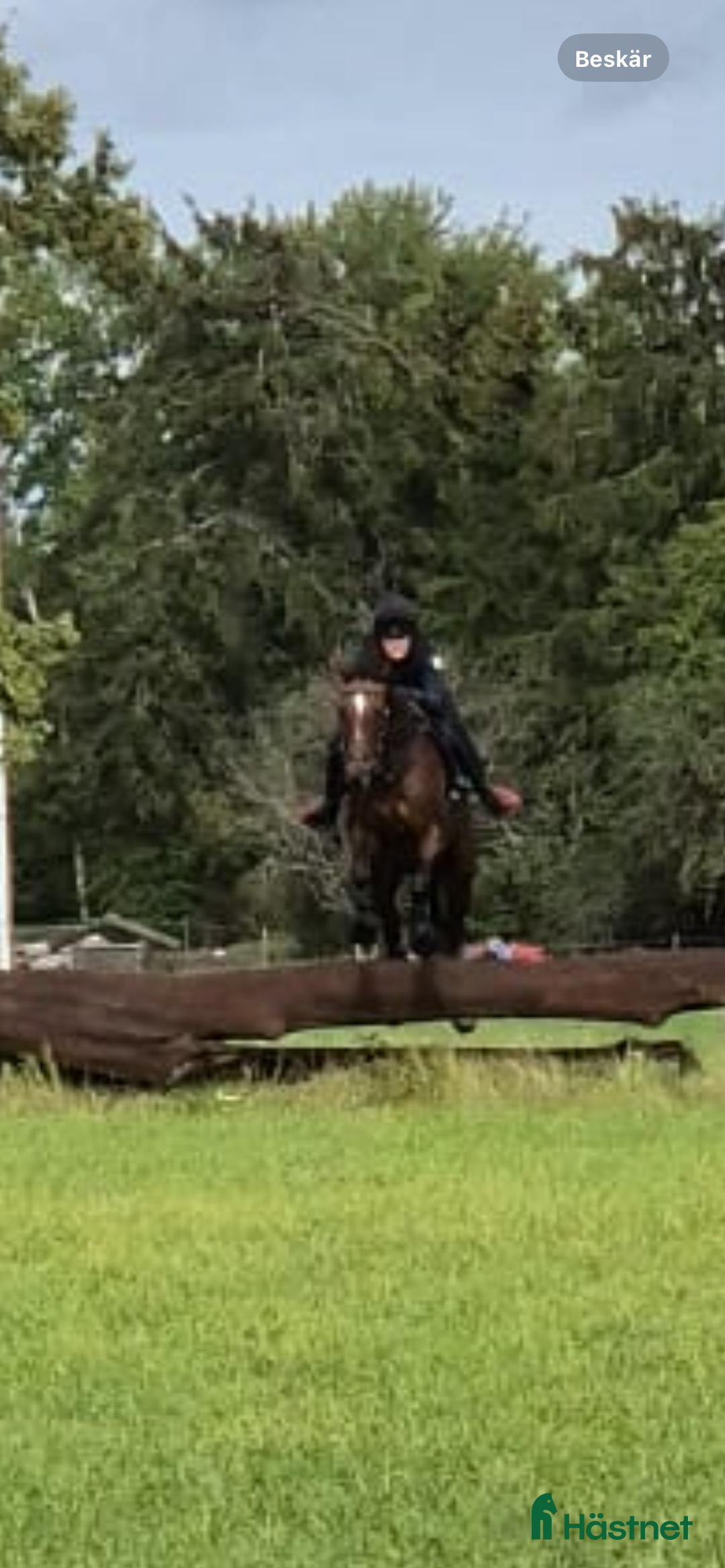 Fälttävlan hästar till salu: Atletiskt fullblodskille med fart och glöd i Enköping - Annons 1