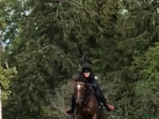 Fälttävlan hästar till salu: Atletisk fullblodskille med fart och glöd i Enköping - Annons 1