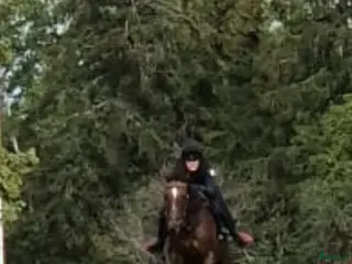 hästar Atletisk fullblodskille med fart och glöd i Enköping - Annons 3