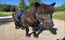 Allround hästar till salu: Islands valack  i Äppelbo - Annons 6