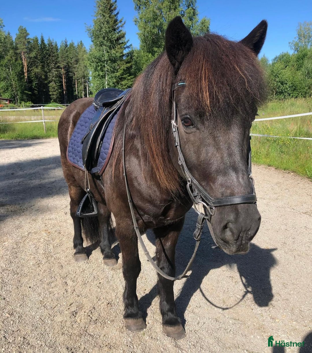 Allround hästar till salu: Islands valack  i Äppelbo - Annons 6