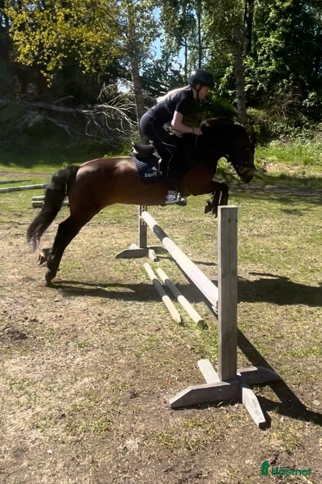 Allround hästar till salu: En ponny med hjärta på rätt ställe ❤️ - Annons 2