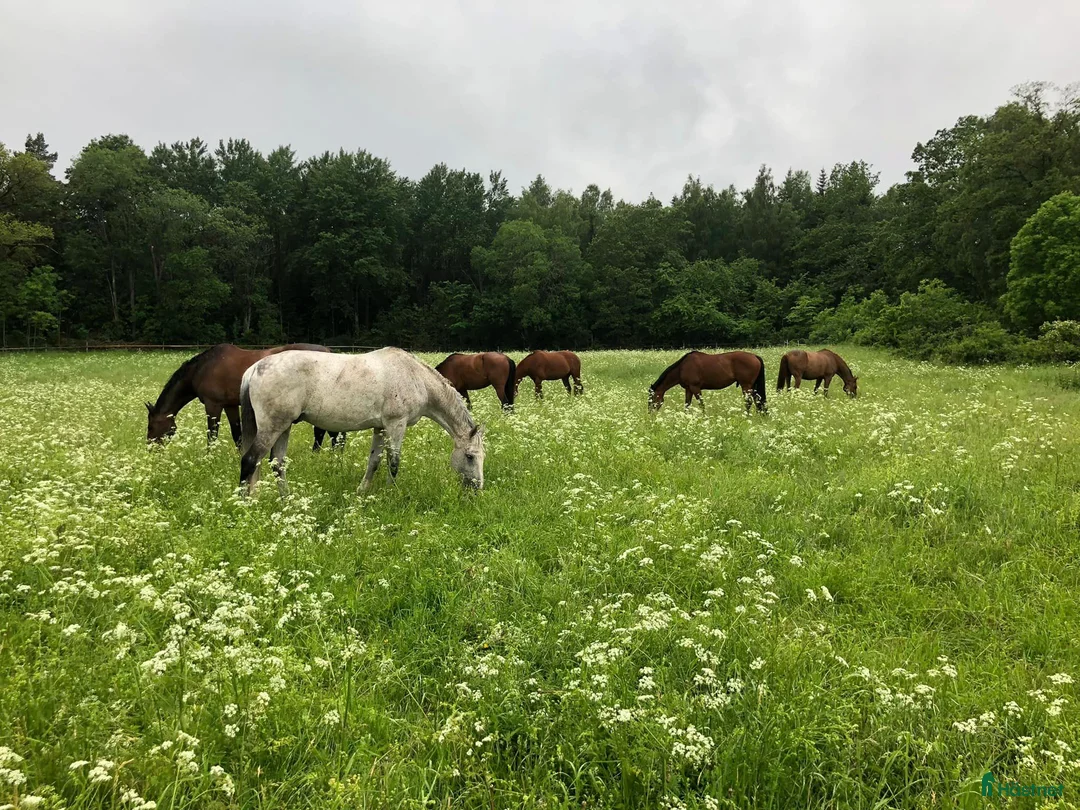  stallplats finnes: Ledig boxplats på Almare Stäket i Kungsängen - Annons 4