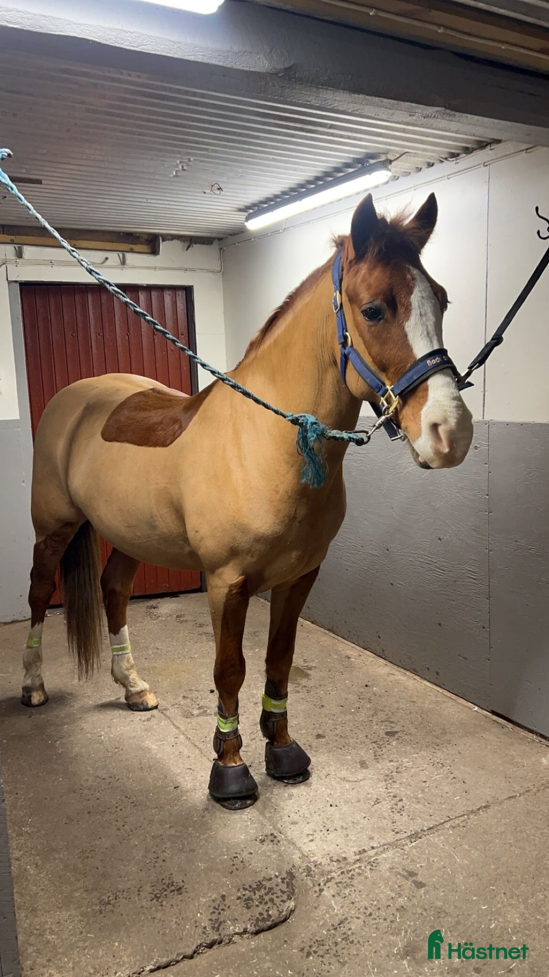 Allround hästar till salu: Härlig kompis i Mariestad - Annons 3